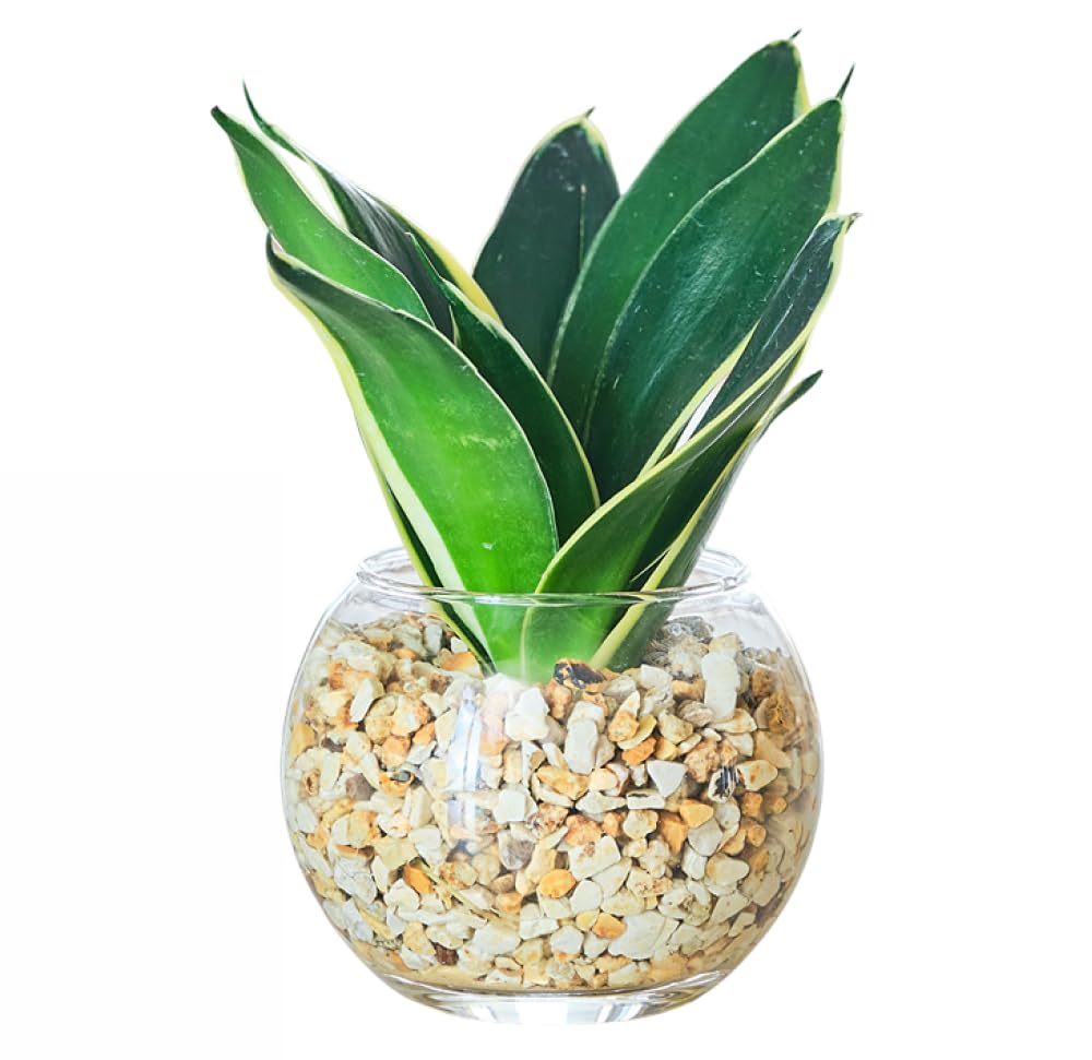 Amazon｜東京寿園 サンスベリア サンセベリア 観葉植物 ミニ