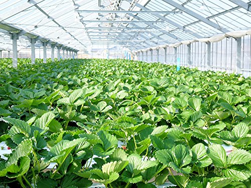 和歌山県産『まりひめ』