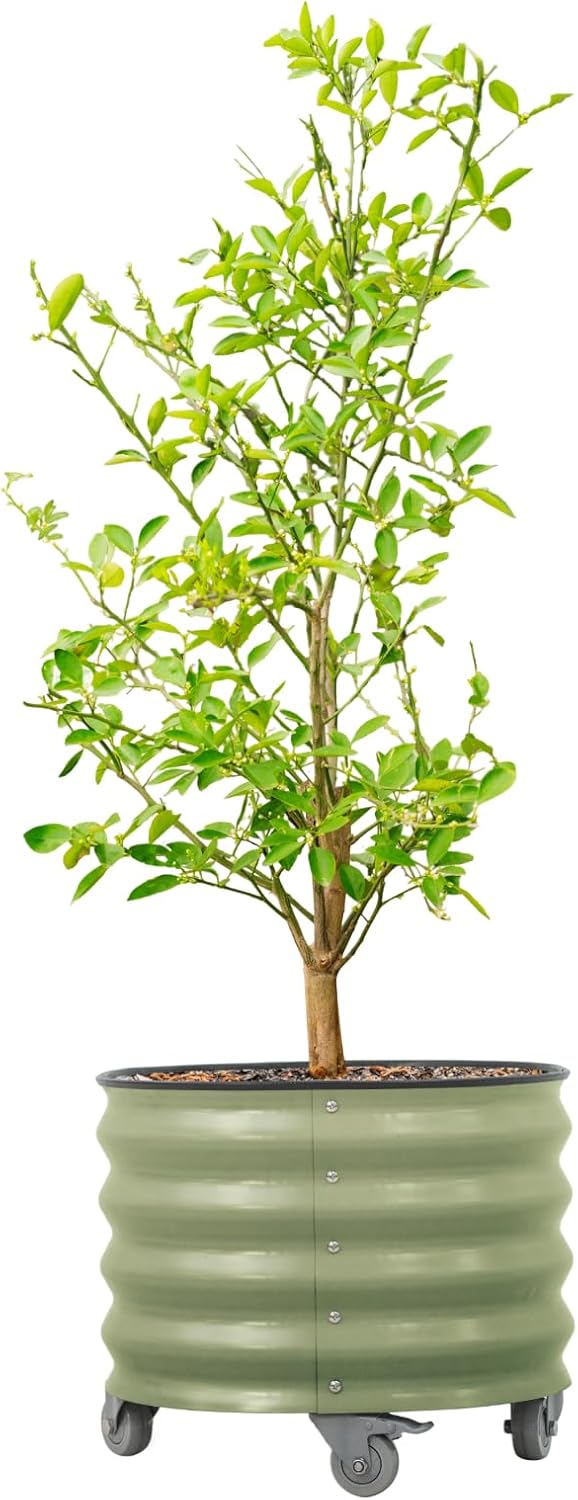 Rolling Metal Citrus Tree Planter Pot, 21″ Round Planter Box for Porch Patio & Backyard, 20 Gallon Large Planter Pot with Wheels for Growing Olive Trees Tomatoes Vegetables and Flowers, Olive Green