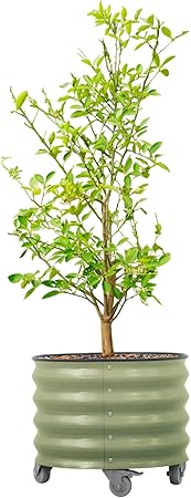 Rolling Metal Citrus Tree Planter Pot, 21″ Round Planter Box