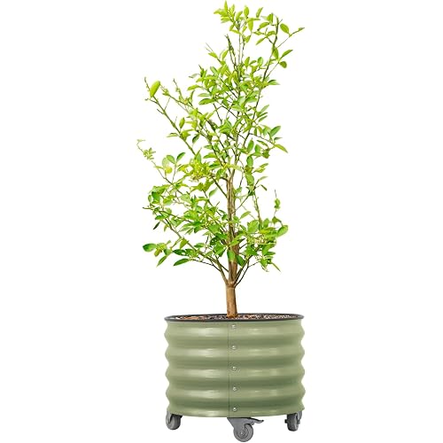 Rolling Metal Citrus Tree Planter Pot, 21″ Round Planter Box for Porch Patio & Backyard, 20 Gallon Large Planter Pot with Wheels for Growing Olive Trees Tomatoes Vegetables and Flowers, Olive Green