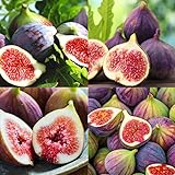 King Figs Seeds for Planting, 50+ Perennial Sweet Fresh Fruit, Non-GMO Heirloom Garden Outdoor