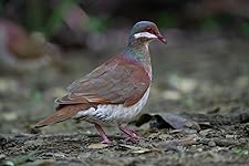 Review Image by Dax R. E Dax R. E