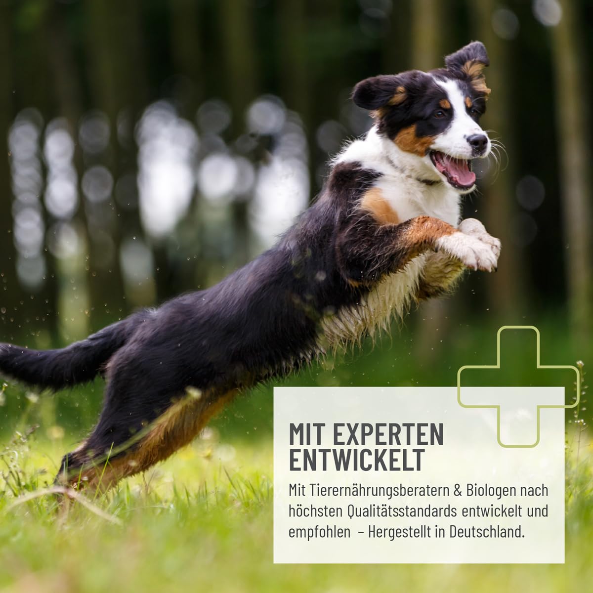 ReaVET Wormwood Mix Powder 20g Pendant & après Vermifuge Chien 1-50 kg, Alternative à Base de Plantes aux vermifuges pour Tous Les vers, vermifuges Chiens