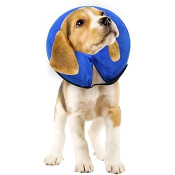 blow up dog collar amazon