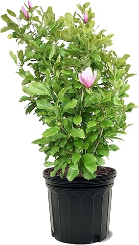 Miniatura 7 de American Plant Exchange Southern Sweetbay - Árbol de magnolia, 1 galón de 1-1.5 pies de alto, planta de jardín de paisaje al aire libre, fragante,