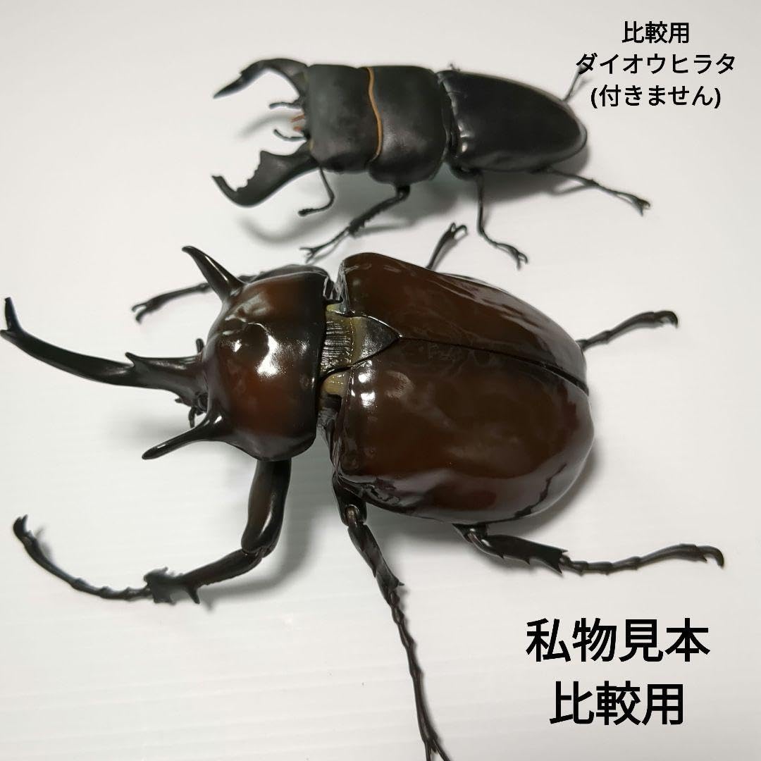 Amazon.co.jp: Ikimono Encyclopedia Advance Elephant Beetle