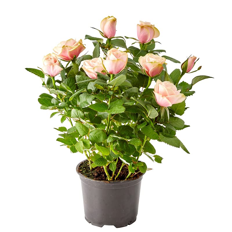 DECOALIVE Rosal Mini Rosa Claro Planta con Flores Rosa Claro