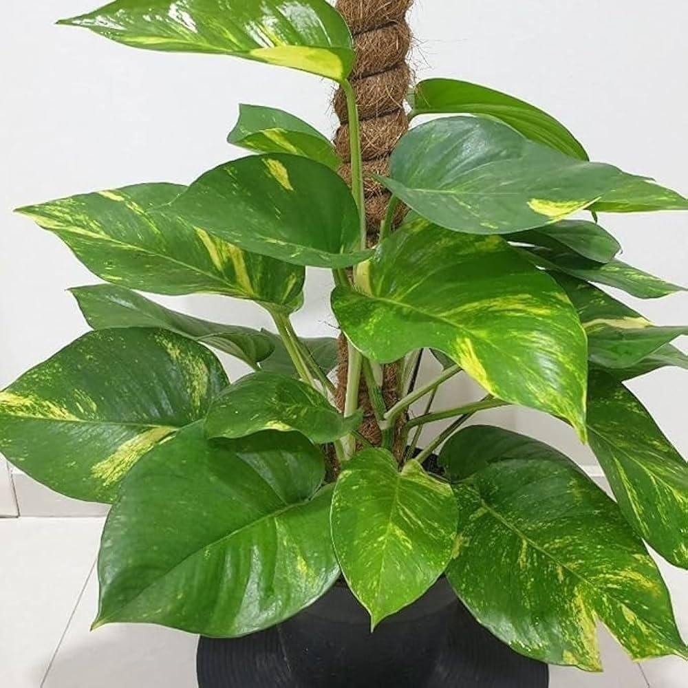 Golden Pothos Plant Live for Home Decoration, Indoor Plant Collection, Lucky Green Plant (1 Healthy Live Plant)-image-25