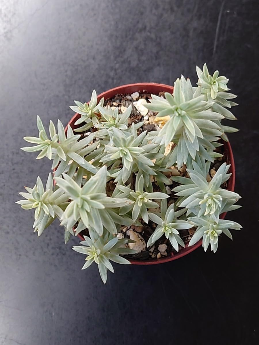 お纏め　多肉植物　覆輪❁︎ジョアンダニエル錦　カット お纏め 多肉植物 覆輪❁︎ジョアンダニエル錦 カット