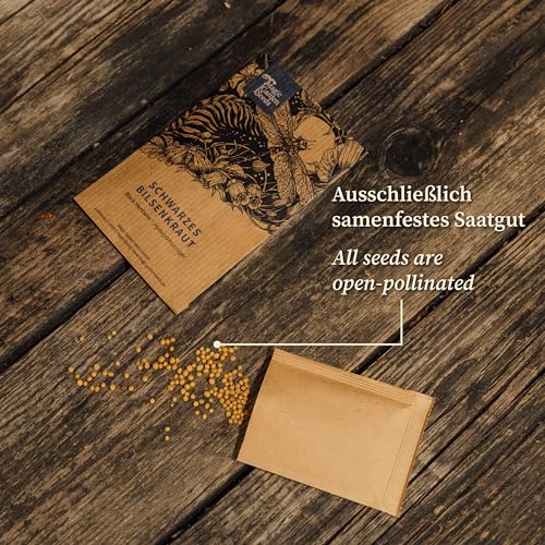 Rainfarn (Tanacetum vulgare) - ca. 800 Samen