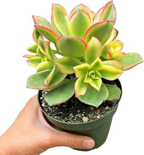 Miniatura 3 de Aeonium Kiwi de 4 pulgadas  Colección colorida prémium de plantas suculentas Aeonium vivas  Rosetas saludables suculentas totalmente arraigadas en
