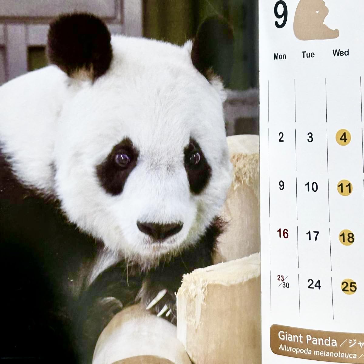 Amazon.co.jp: 王子動物園タンタン ポストカード（）＆2024年