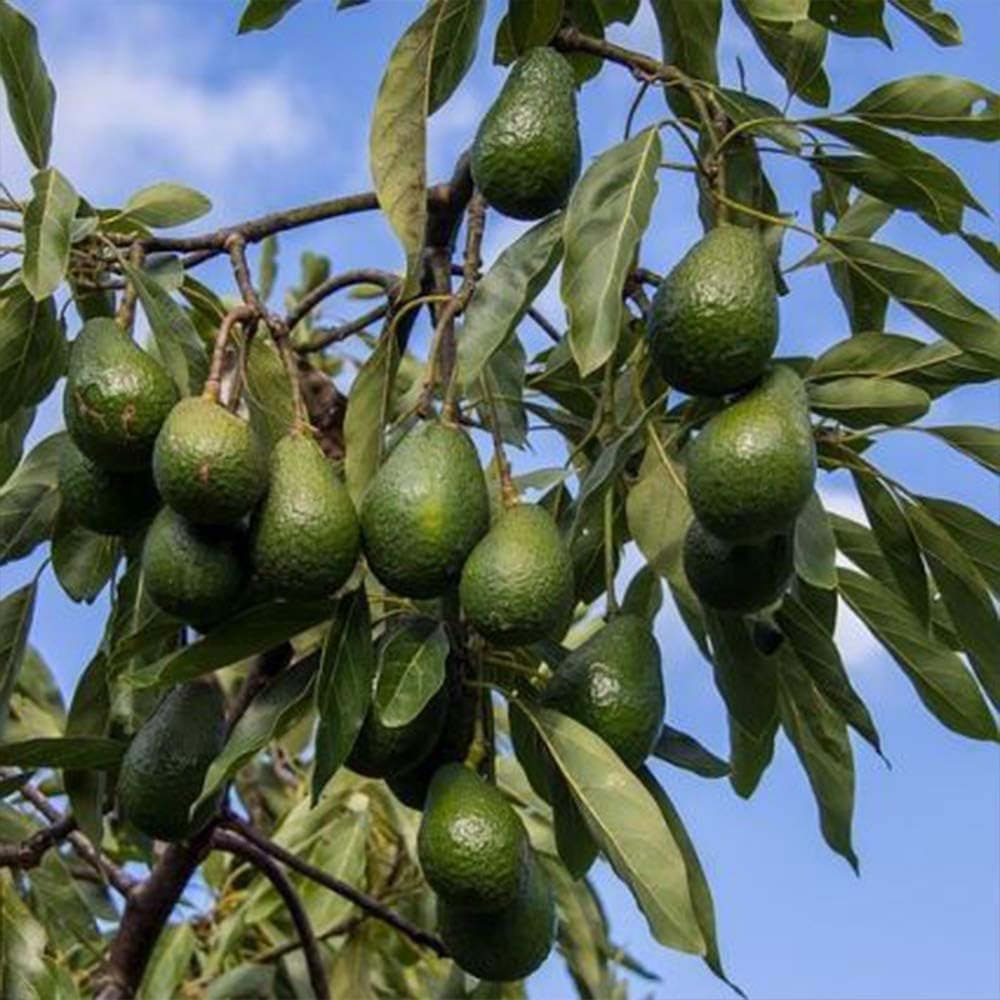 Amazon Co Jp アボカドの苗木 ハス種18cmポット苗 1本売り ポット苗なのでほぼ年中植付け可能 果樹 2年生 接木苗 果肉に脂肪分を多く含むため 森のバター といわれています また 脂肪分の80 以上が不飽和脂肪酸の高い食材です 醤油にも合い幅広い調理が可能