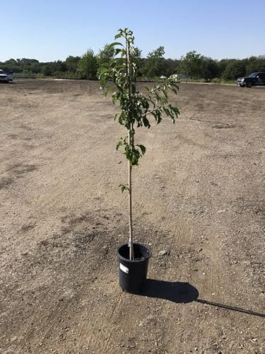 Red Oak Tree Plant Live For Planting, 2 To 3 Ft In Tall #TOP24