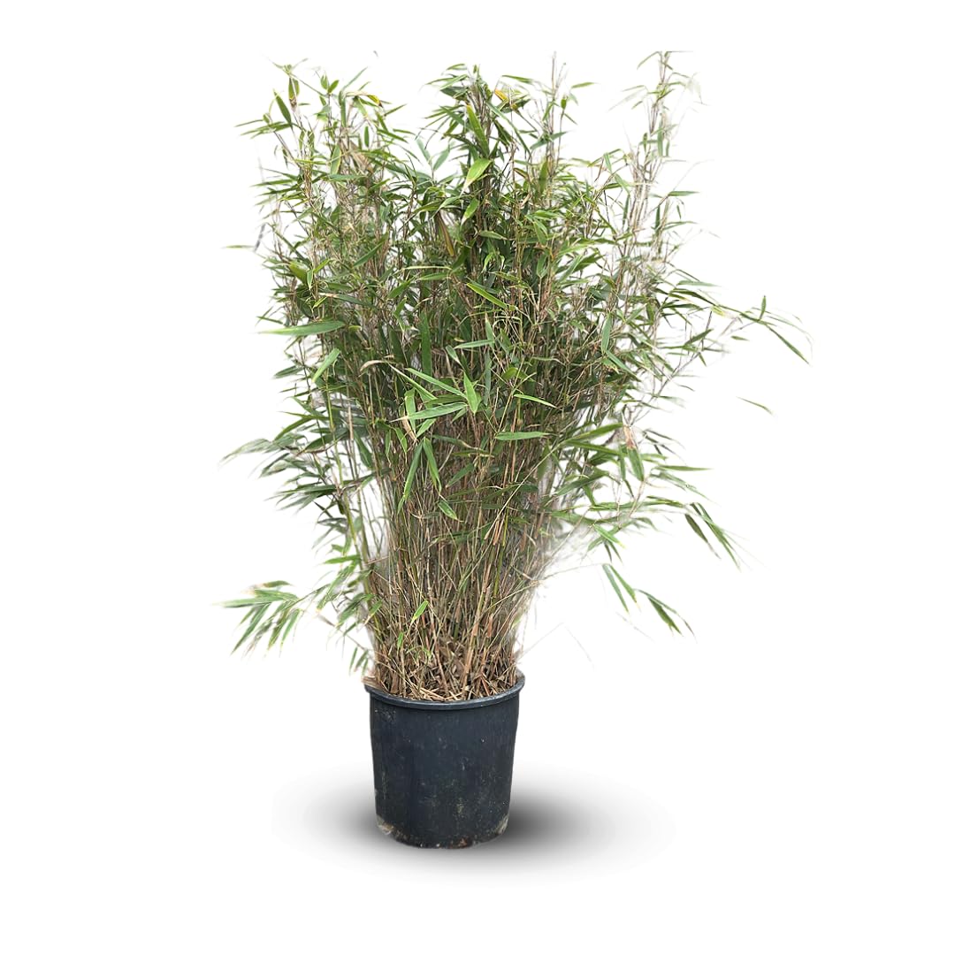 Attitude Jardin - Fargesia Rufa - bambou - 110-120 cm - ⌀ 24 cm - plante d'extérieur