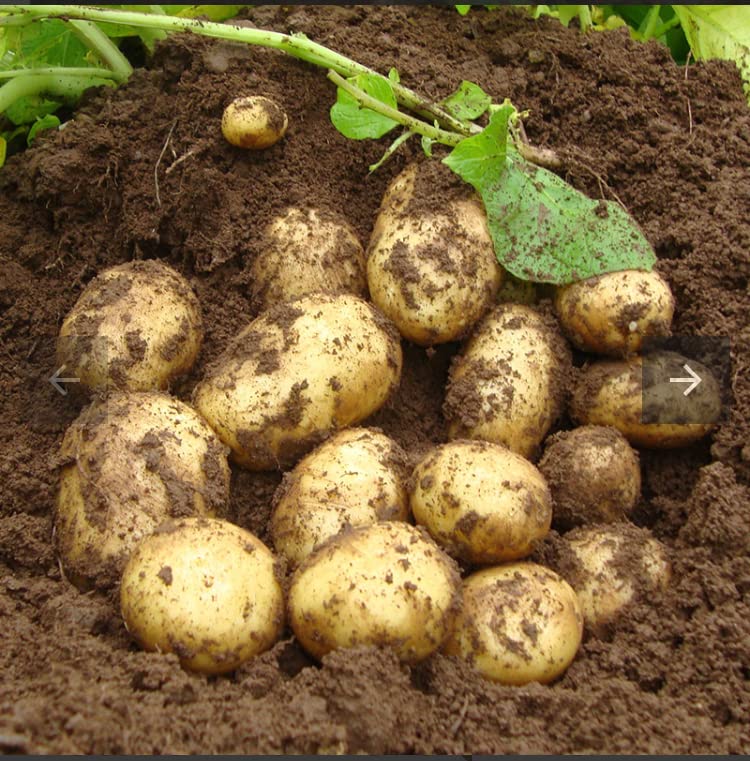 Second Early Seeds Potatoes,GEMSON Seed Potatoes x10 Tuber for Planting Now,Grow Your own Vegetables,Best New Season Salad Potatoes