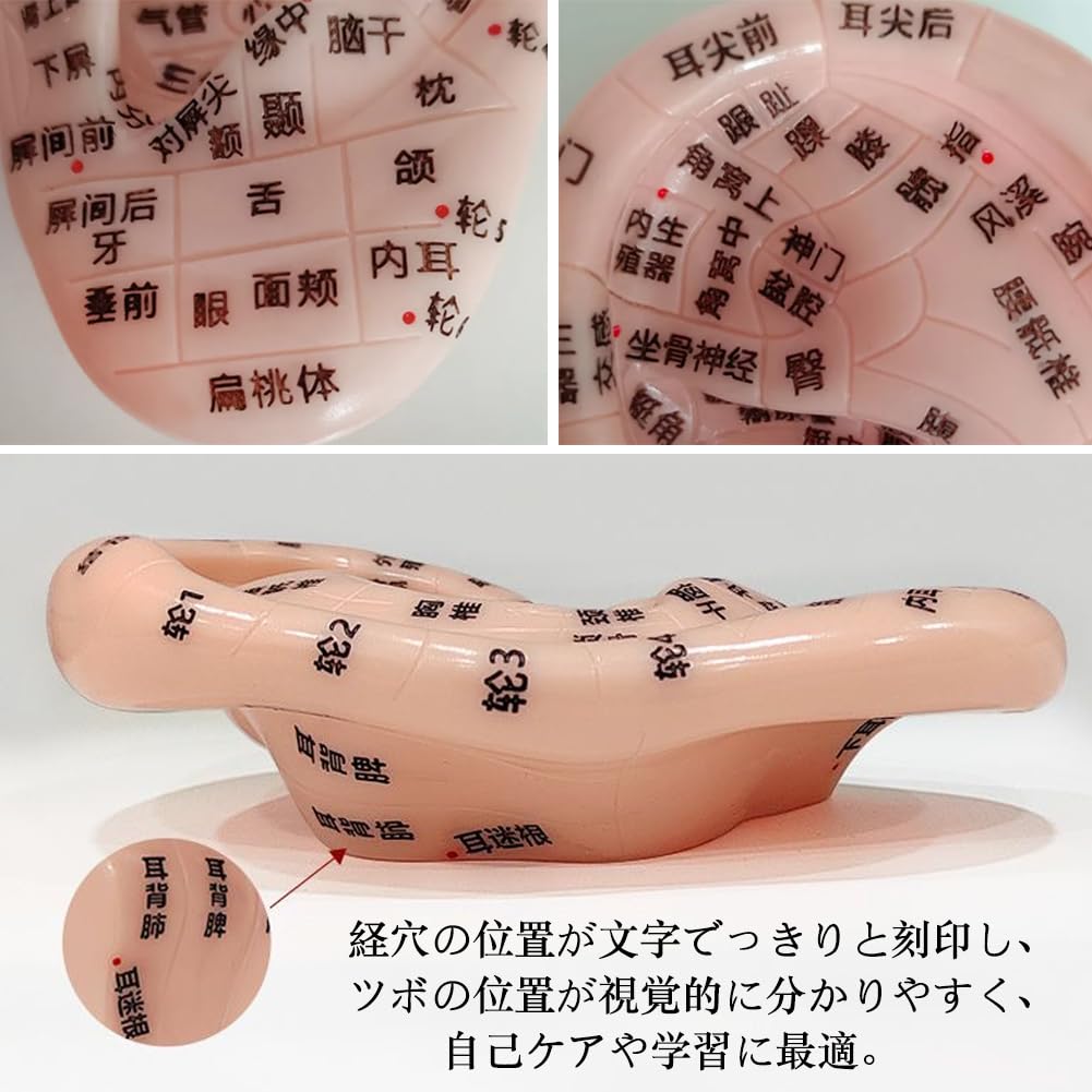 Amazon.co.jp: Wefitfix 耳ツボ 模型 耳模型 10cm 左右2個セット 耳