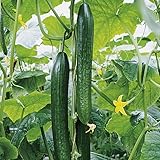 Profi F1-Gurkenpflanzen (2er Set) – Exklusive Gourmet-Sorten zur Auswahl – Maximale Resistenz & Höchstertrag – Kräftige Jungpflanzen im 11cm Topf (Flamingo - ertragreiche Schlangegurke)