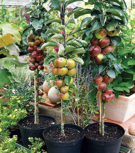 Royal Paradise Garden Very Hardy Rare Tiny Miniature Apple Tree 'Mini Lilly' Perfect for Pot Growing -10 Seeds