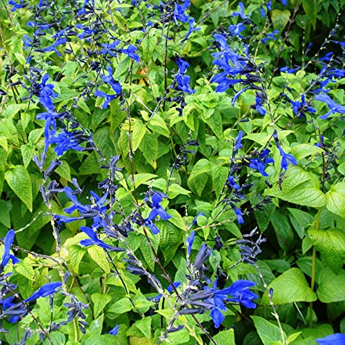 Salvia Guaranitica 'Black And Blue' Seeds Anise-Scented Sage Herbaceous Perennial Showy Fragrant Attracts Butterflies Deer Resistant Bed Outdoor 30Pcs Herb Seeds By Yegaol Garden #TOP5