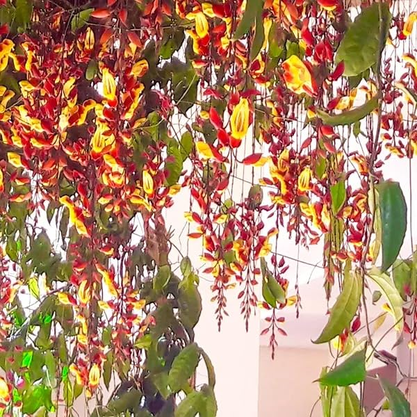 Mphmi Seedless Plant Indoor Plants Thunbergia mysorensis | Mysore Clock Vine (B0CWF7FM89) Amazon Price History, Amazon Price Tracker