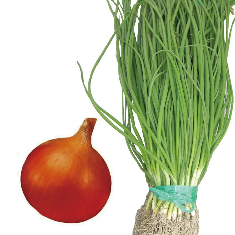 Amazon.co.jp: 玉ねぎ苗 早生 ソニック 500本束 山口県産 野菜苗
