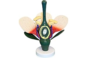 Vision Scientific Dicot Flower Model: A Lifelike 8x Enlarged Representation for Detailed Plant Cell Study