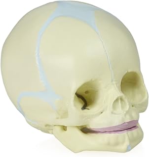Jackson Global JS00030 Human Fetal Skull Model | Great for Understanding of Fetal Bone Development
