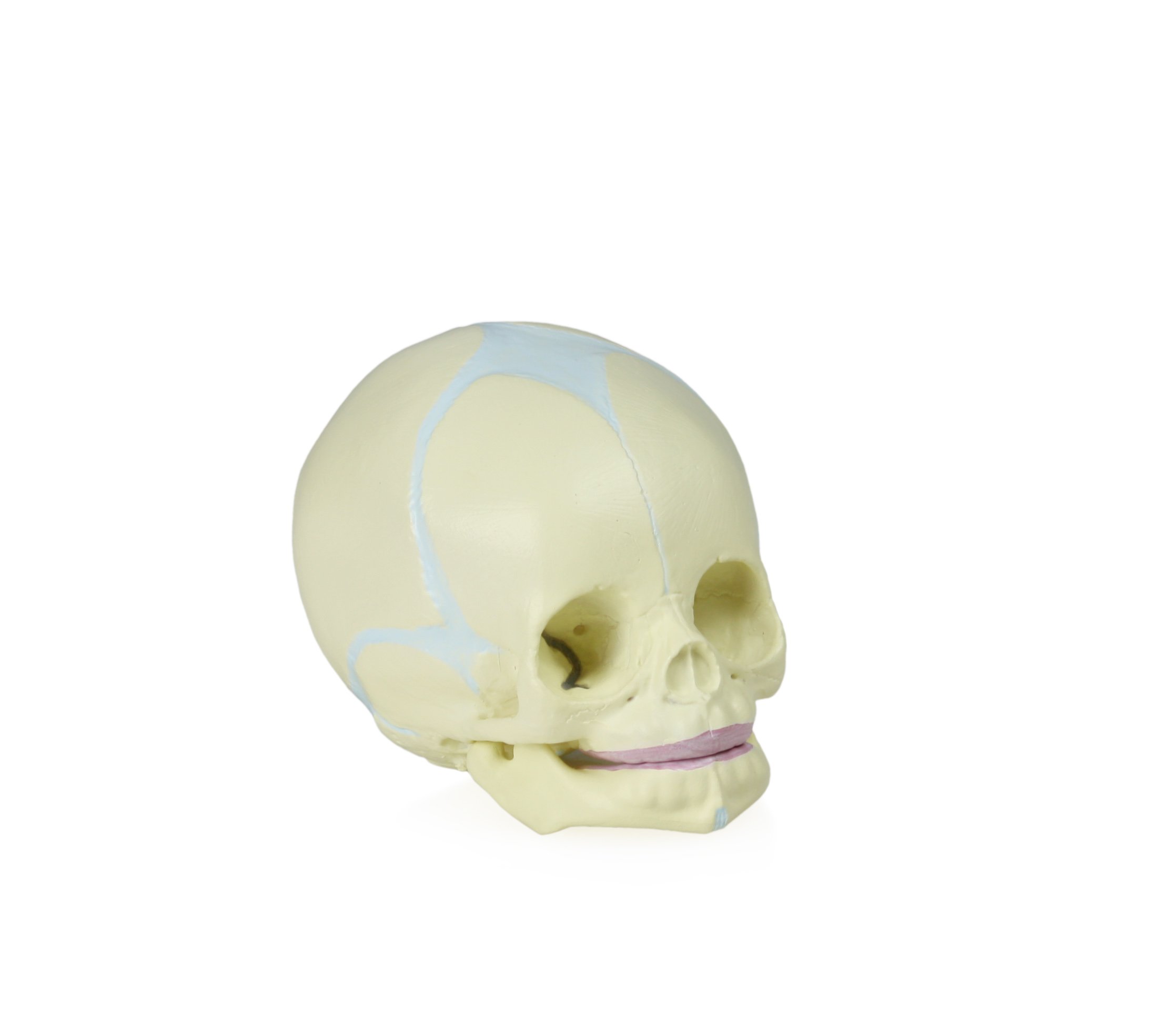 Jackson Global JS00030 Human Fetal Skull Model | Great for Understanding of Fetal Bone Development