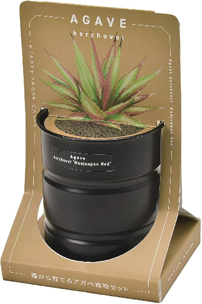 地植え　アガベ　セット hanahirobaonline_kanyou-agabe-3set