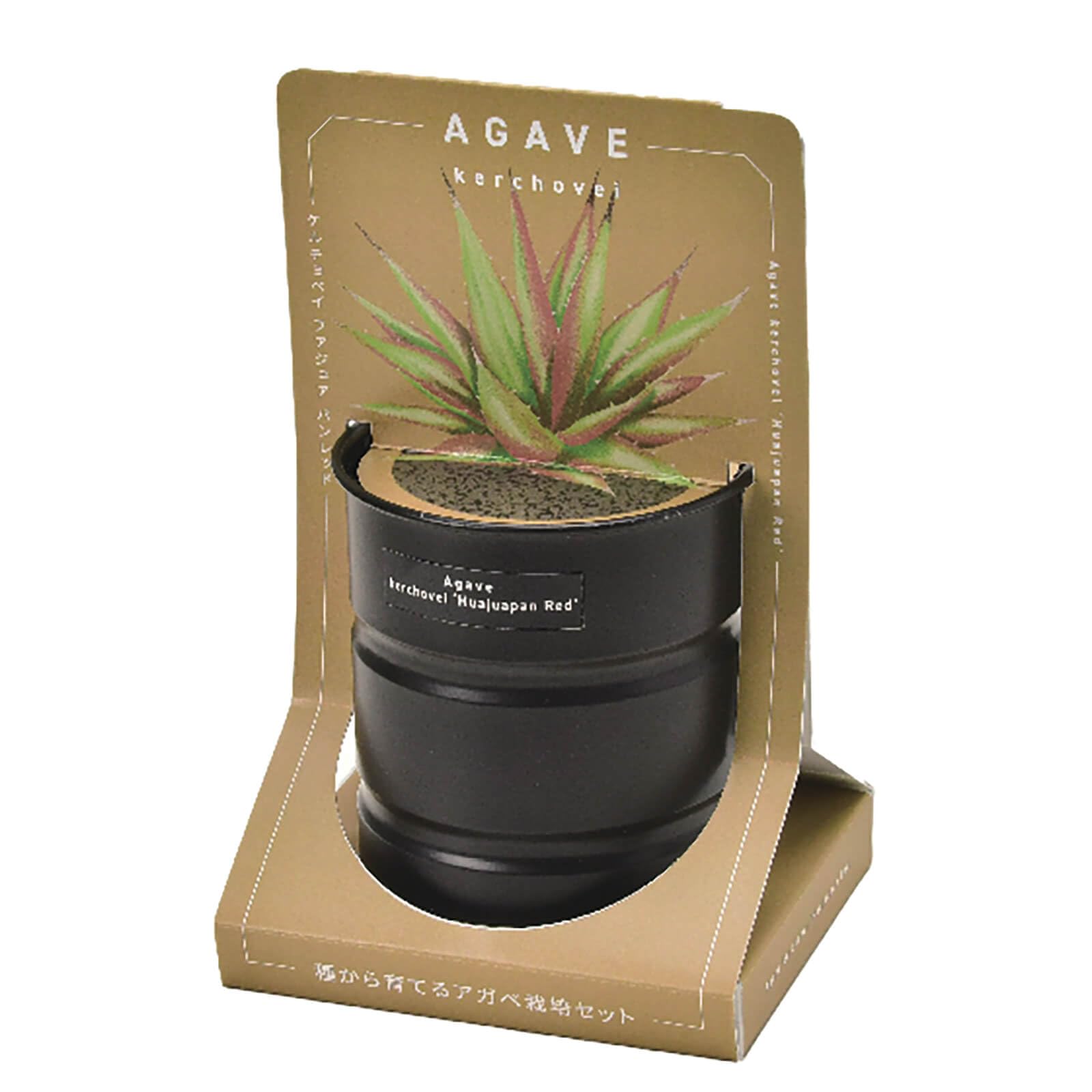 Amazon.co.jp: 聖新陶芸 種から育てる アガベ栽培セット