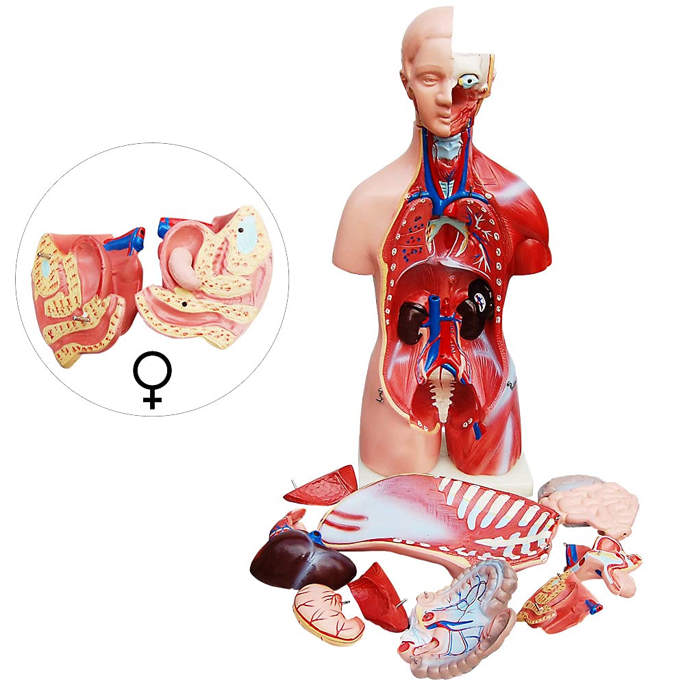 Modelo De Anatomía Cuerpo de Anatomía Torso Muñeca con Órganos 45 cm Cuerpo humano Hombres y Mujeres medmod