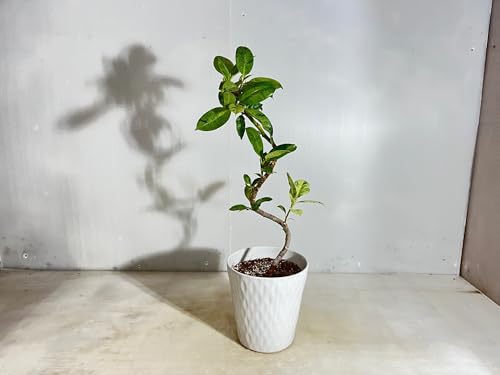 フィカス ジン」の人気商品一覧 | 安い商品を通販サイトから探す