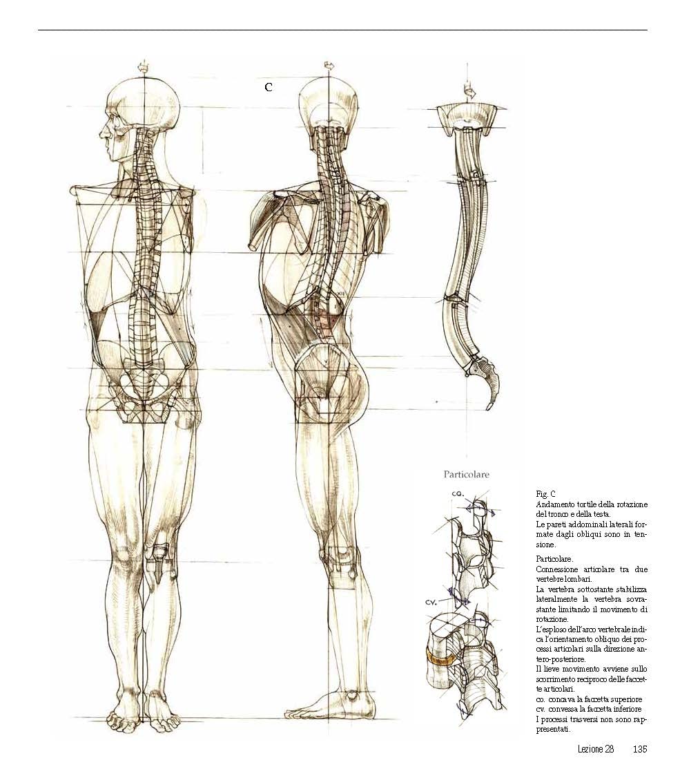 Struttura uomo in movimento. Manuale di anatomia artistica