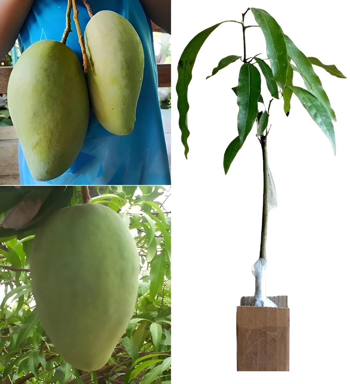 See full amazon price history chart for Oxiflora King Of Mango Noorjahan Mango Variety Grafted Fruit Live Plants & Tree (Fruit After 1 Year) Plant In Nursery Grow Bag Oxiflora King Of Mango Noorjahan Mango Variety Grafted Fruit Live Plants & Tree (Fruit After 1 Year) Plant In Nursery Grow Bag (B0CQK35TCG) Amazon Price History, Amazon Price Tracker