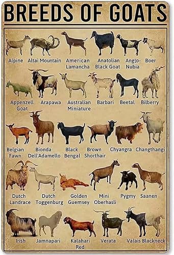 Goat Knowledge Metal Tin Signs Breeds Of Goats Learning Print Poster Library School Education Living Room Kitchen Bathroom Home Art Wall Decoration Plaque Gift 8inchx12inch
