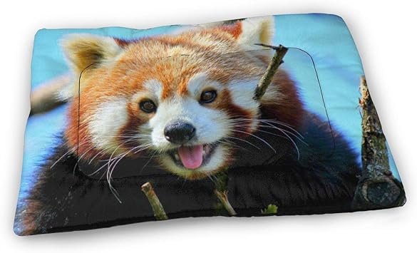 正規激安 Rancid ランシド ペットベッド 犬ベッド ベッドマット ペットクッション ペ 品 全国組立設置無料 Www Centrodeladultomayor Com Uy