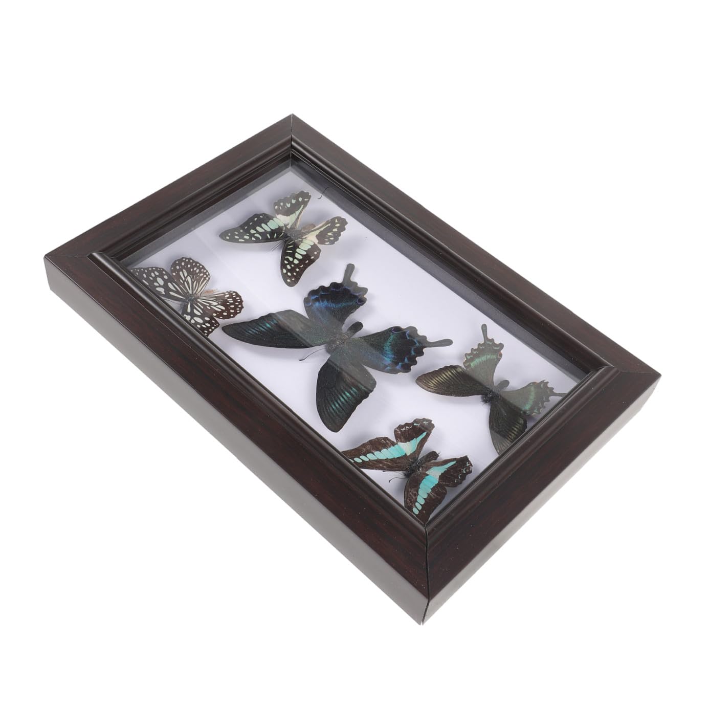 Marco para Exhibir Mariposas Tapas Transparentes, Marco de Madera Resistente para Decoración de Pared Sala de Estar