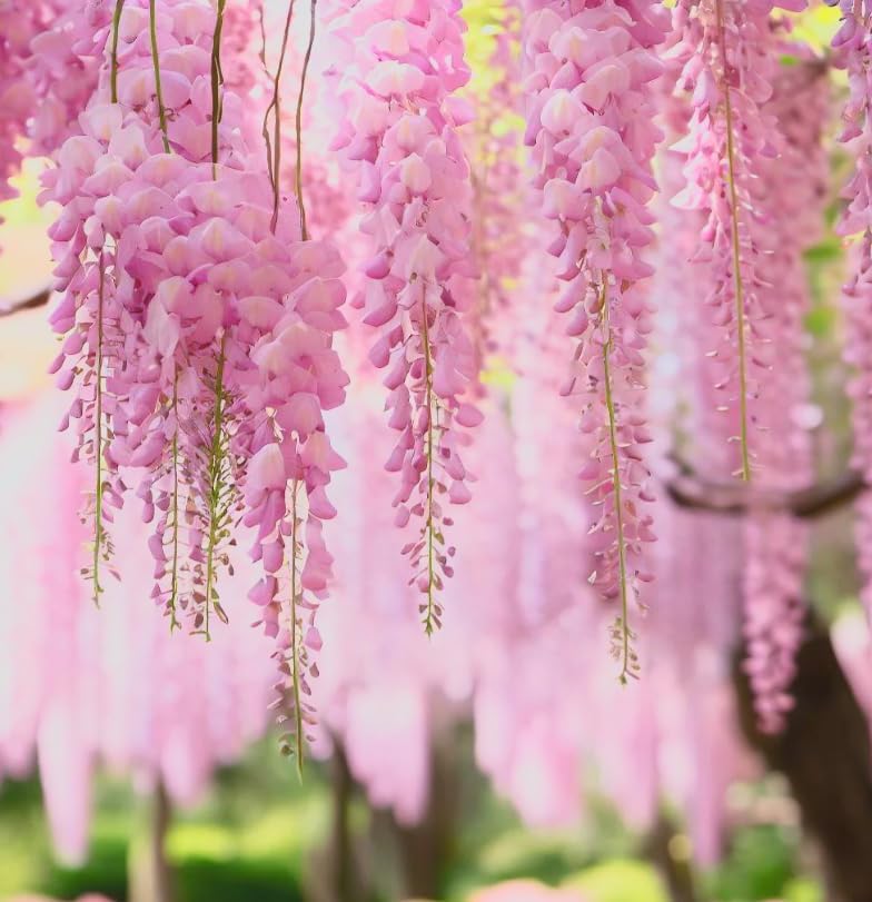 Pink Wisteria Vine Live Plant – Fragrant 18" Flowers,1-Year in Pot, Hummingbird Magnet