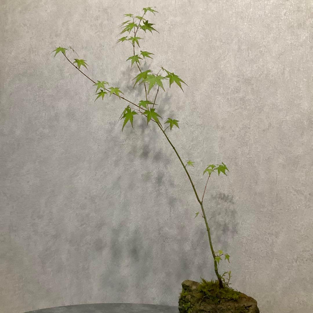 カエデ 盆栽 岩植え