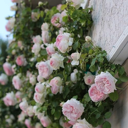 Miniatura 5 de Heirloom Roses Eden Climber Rose Plant - Rosa trepadora, plantas de rosas propias raíces para plantar al aire libre