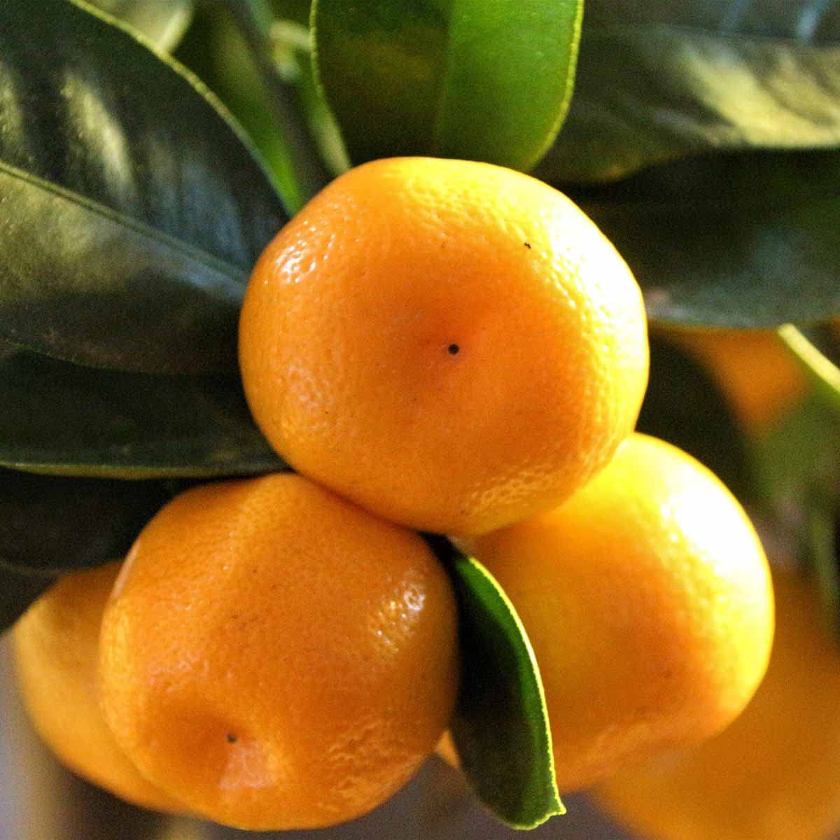Calamondino in Vaso Ø15 cm – Agrume Ornamentale e Fruttifero – Prodotto in Sicilia dal Vivaio uJardinu – Pianta da Interno o Esterno, Sempreverde e Resistente