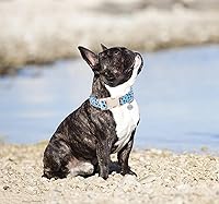 Vista 106 de DOGWONG Collar de perro de San Valentín, collar de perro con estampado de corazones para perros grandes, lindos collares de primavera, hembra