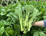 Heirloom Choy Sum Seeds for Planting, 3,000+ Organic Non-GMO Yu Choy Sum Seeds, High Germination, Fast Growing Asian Cabbage for Home Garden Indoor Outdoor, AKA Bok Choy, Pok Choi