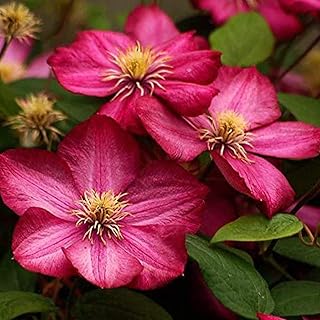 3 PCS Clematis Bulbs Perennial Climbing Clematis Plants Essential Decorative Plants for Bonsai Gardens