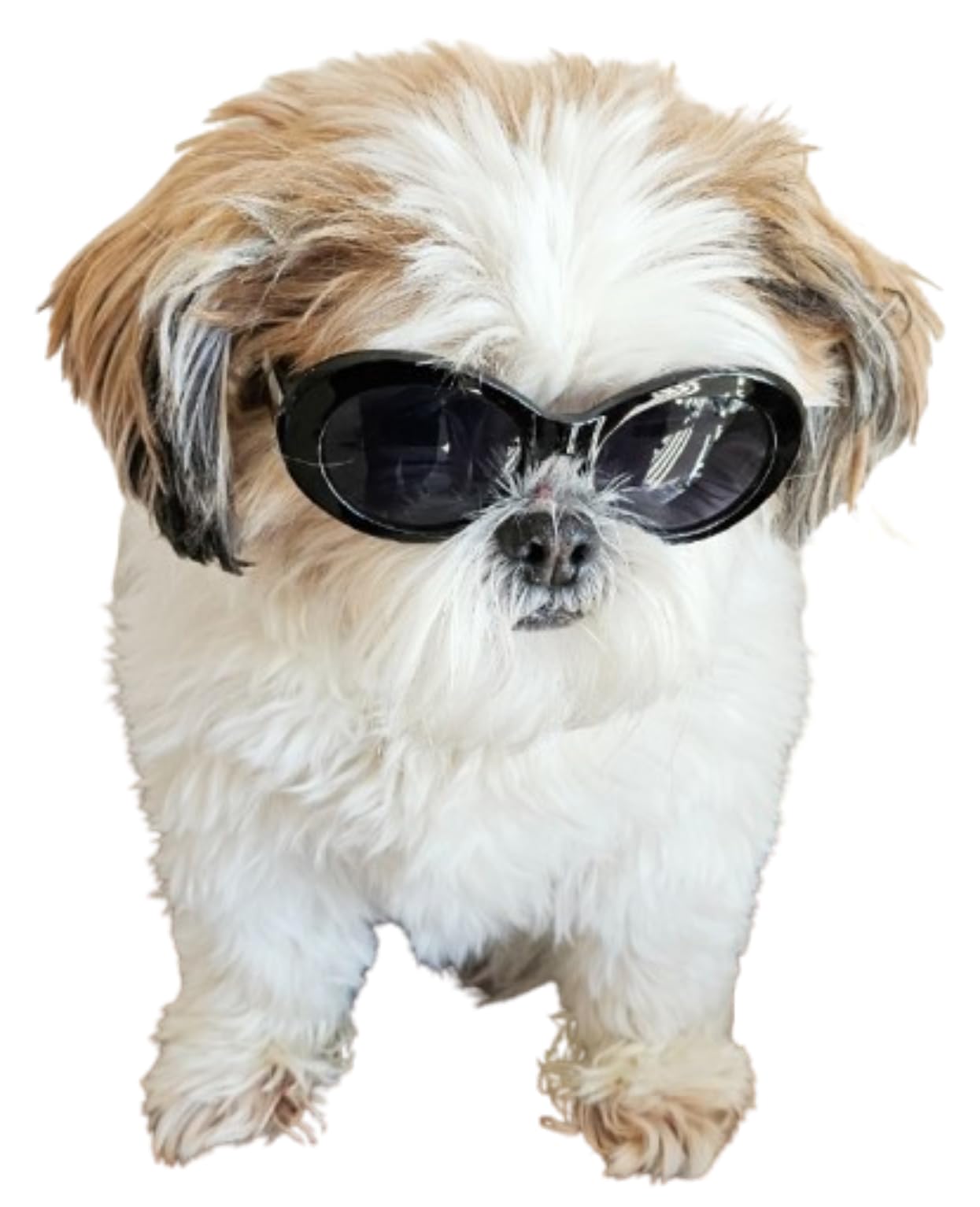 G009 Dog Pet Costume Prop Oval Sunglasses Small to Medium Breeds 15-25lbs Black