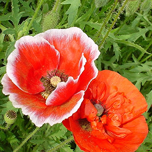 Biocarve Seeds Indian Poppy (Papaver Rhoeas) - Pack Of 200 Seeds (B01ASWMRUA) Amazon Price History, Amazon Price Tracker