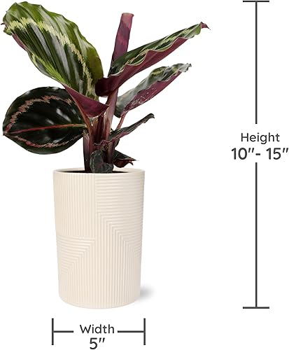 Miniatura 5 de Green Circle Growers Calathea Medallion Planta en Rockefeller beige de 5 pulgadas, planta de interior viva, planta de interior en maceta