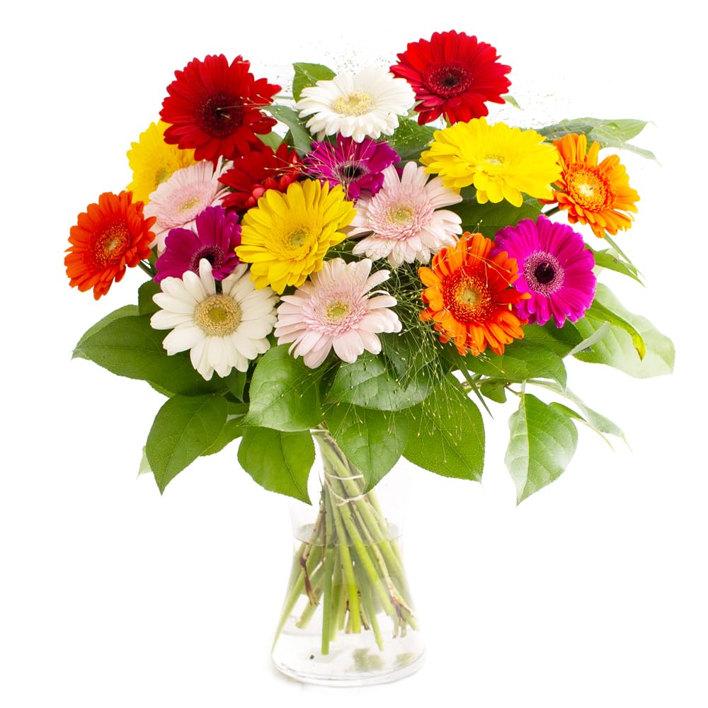 Blumenstrauß Bunte Gerbera, echte Blumen versenden mit 7-Tage-Frische-Garantie, von Floristen handgebunden, Blumenversand, Geschenkidee für viele Anlässe